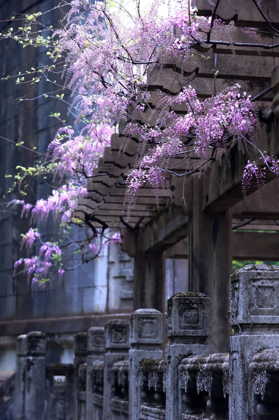 南京,绝绝紫! 南京,绝绝紫!