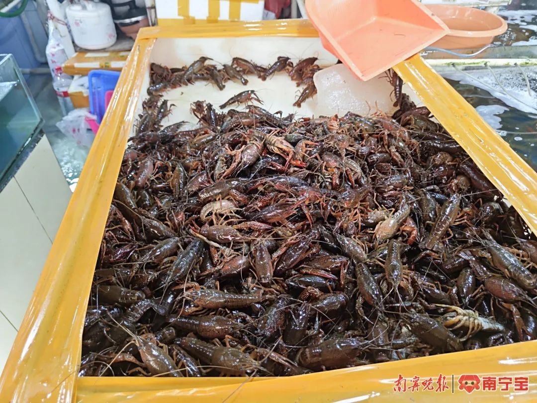 南宁小龙虾上市，市价接近腰斩！