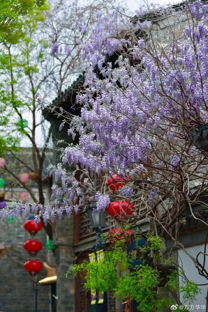 南京,绝绝紫! 南京,绝绝紫!