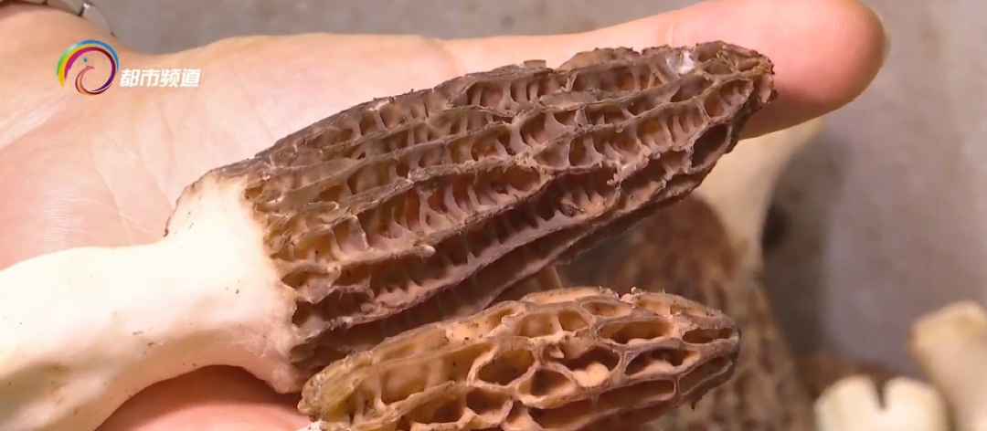 每公斤200多元！很多人爱吃的这种野生菌降价了