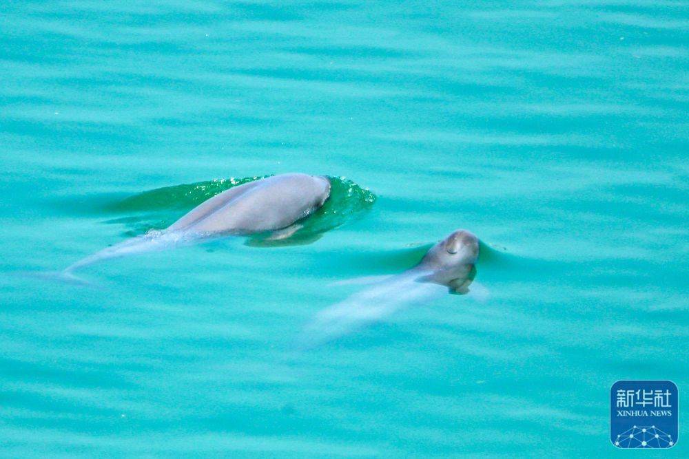 湖北宜昌：江豚戏水