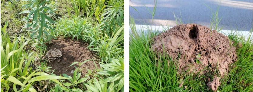 大量入侵,被叮咬可致命!广东已有人中招…… 大量入侵,被叮咬可致命!广东已有人中招……