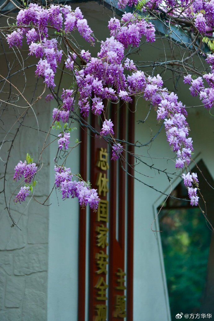 南京,绝绝紫! 南京,绝绝紫!