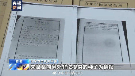 间谍窃取我国杂交水稻亲本种子！