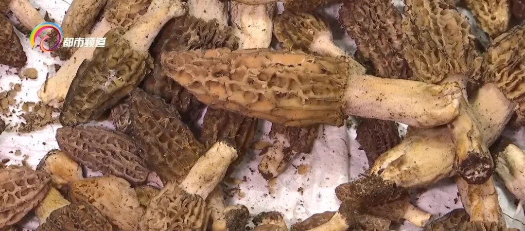 降了！昆明这种野生菌价格“大跳水”！