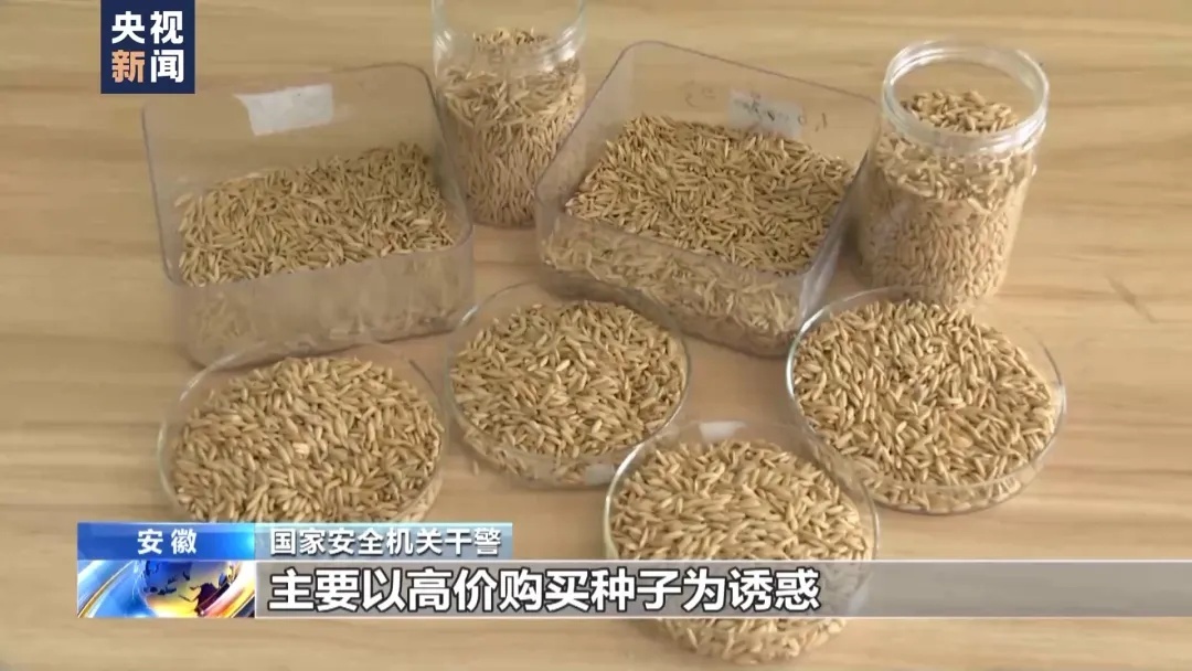 间谍窃取我国杂交水稻亲本种子！案件详情公布