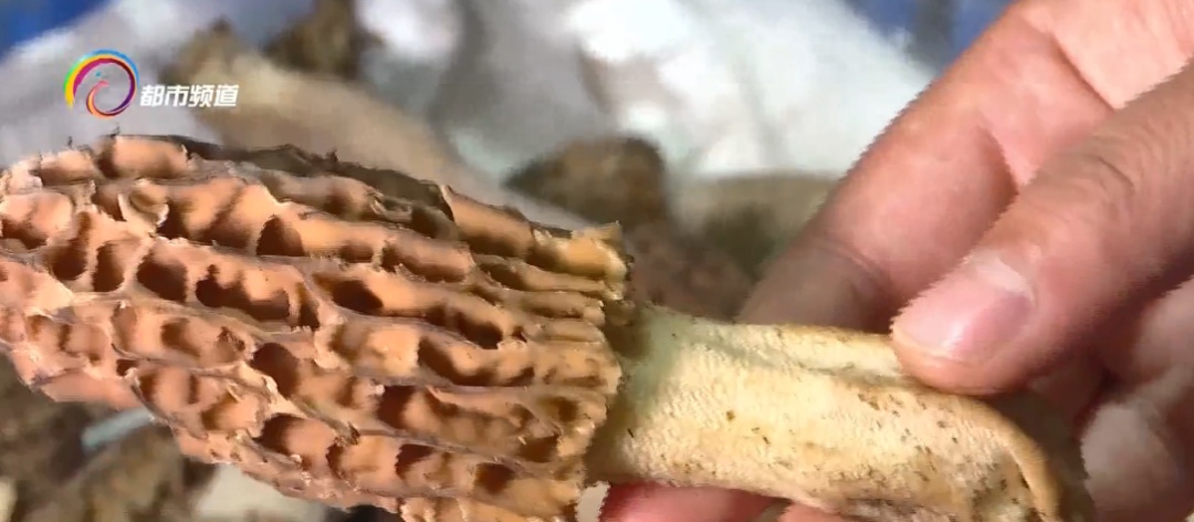 每公斤200多元！很多人爱吃的这种野生菌降价了