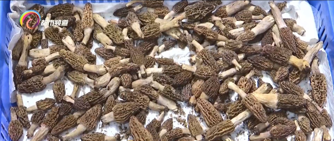 每公斤200多元！很多人爱吃的这种野生菌降价了