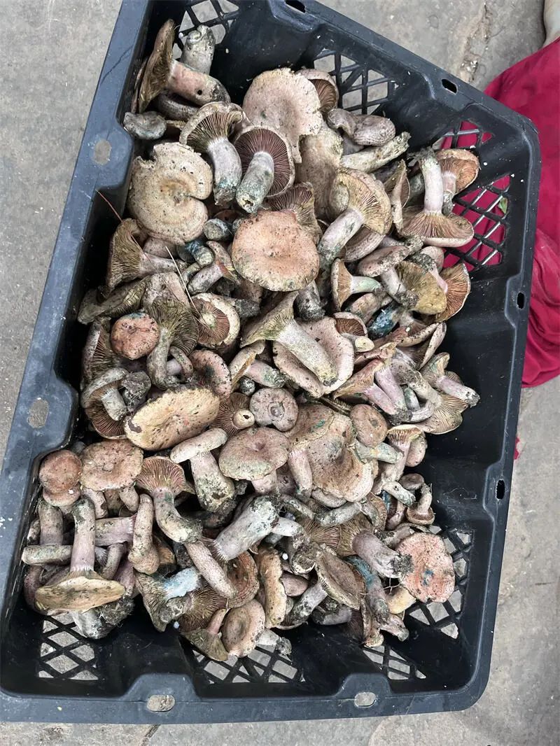 降了！昆明这种野生菌价格“大跳水”！