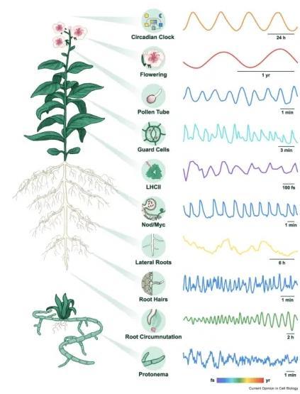 植物有大脑吗？有记忆吗？ 中科院专家解答植物的浪漫“意识”