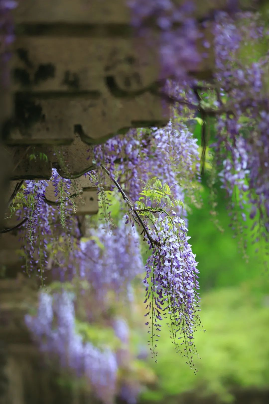 南京,绝绝紫! 南京,绝绝紫!