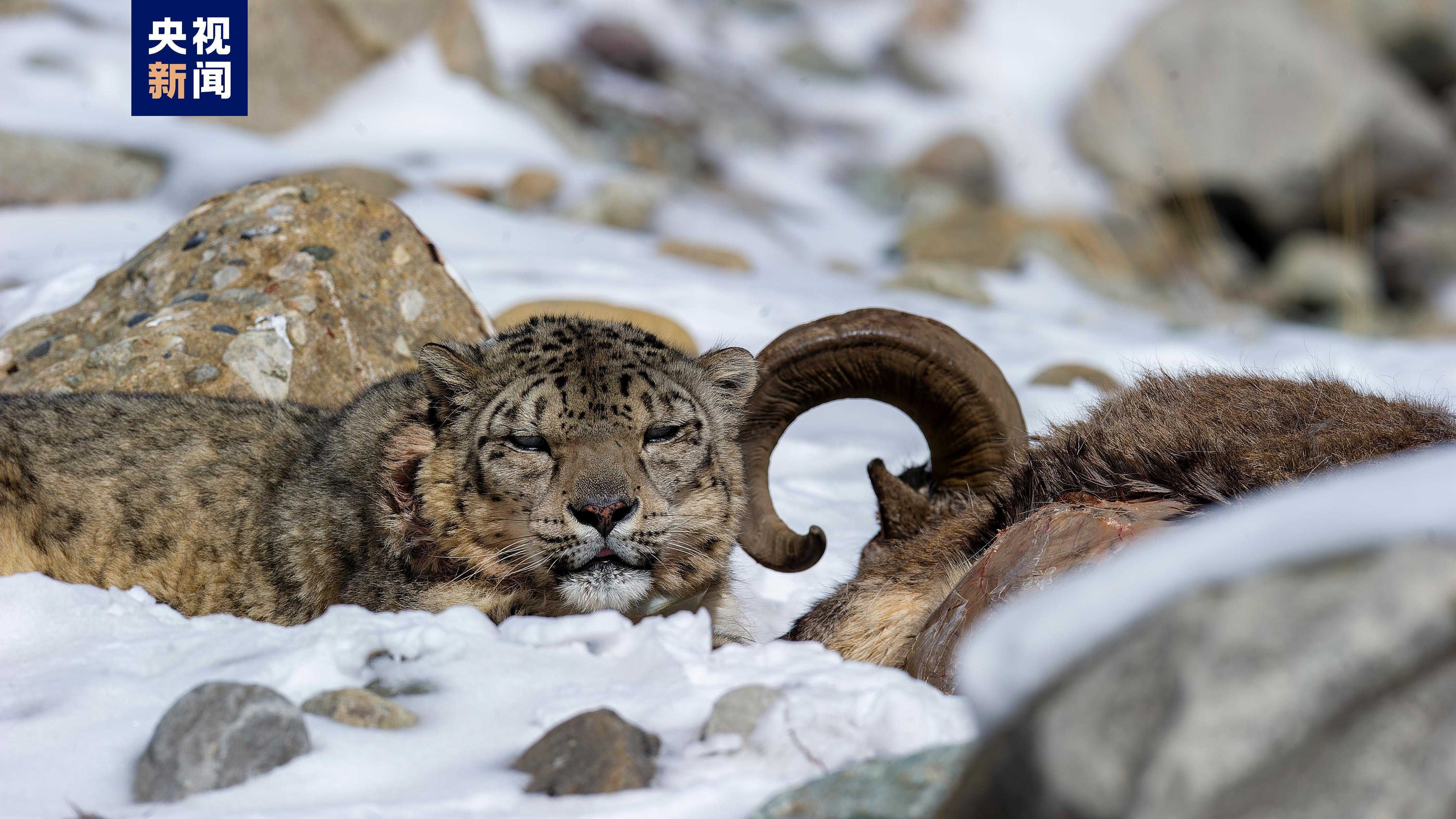 宁夏计划5年内恢复贺兰山雪豹最低种群数量 宁夏计划5年内恢复贺兰山雪豹最低种群数量