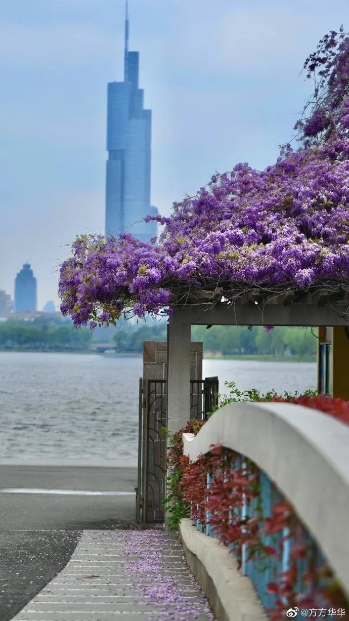 南京,绝绝紫! 南京,绝绝紫!