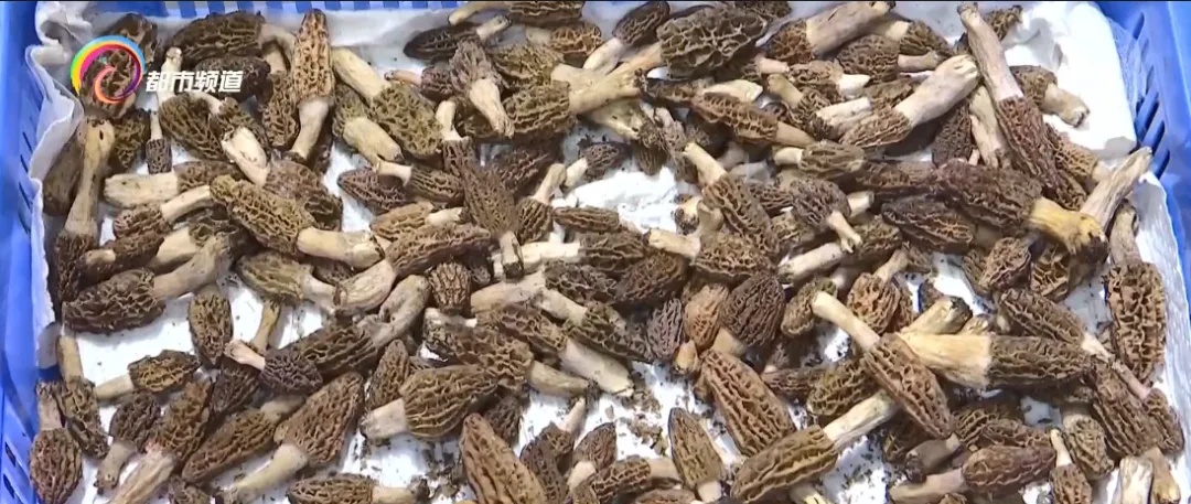 降了！昆明这种野生菌价格“大跳水”！