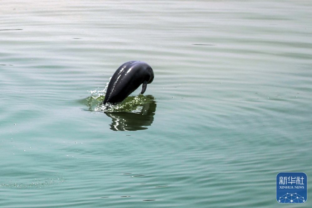 湖北宜昌：江豚戏水