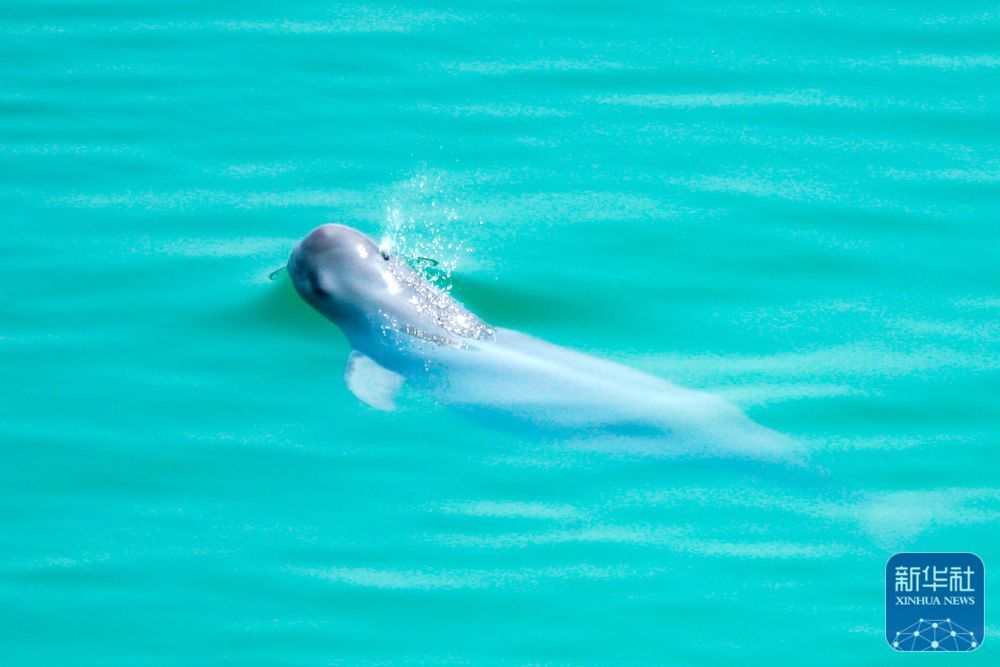 湖北宜昌：江豚戏水