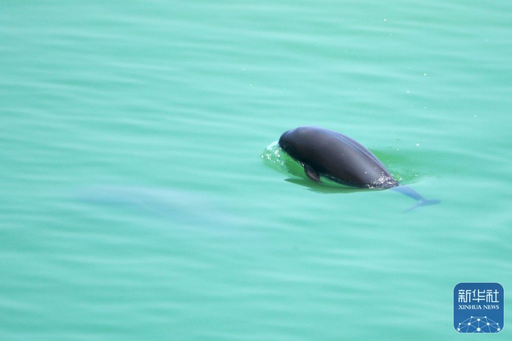 湖北宜昌：江豚戏水