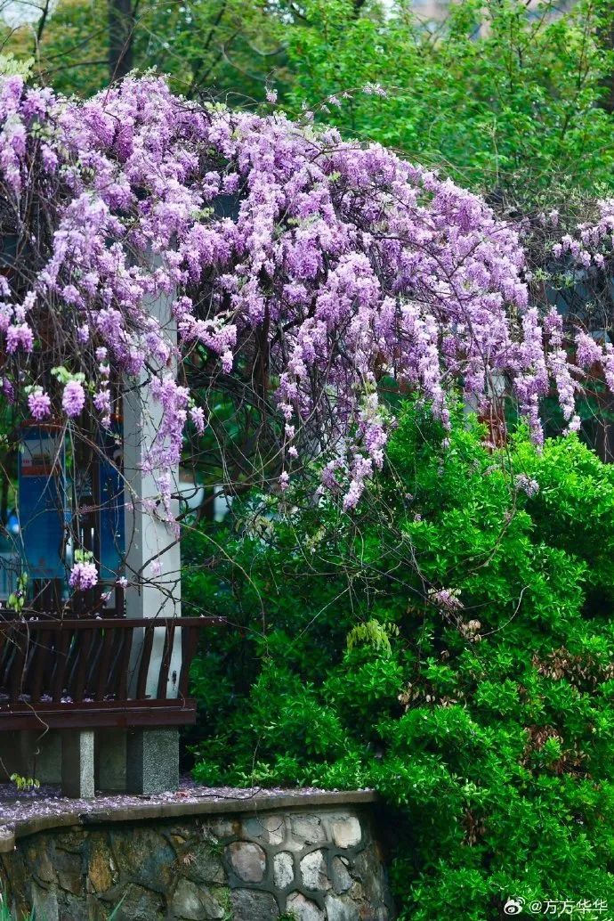 南京,绝绝紫! 南京,绝绝紫!