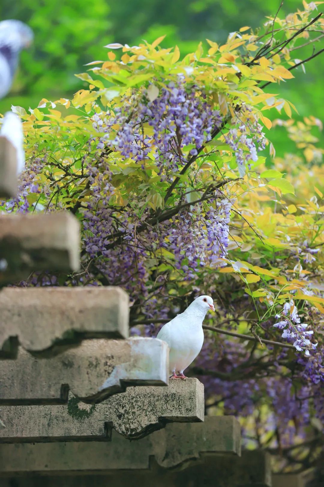 南京,绝绝紫! 南京,绝绝紫!
