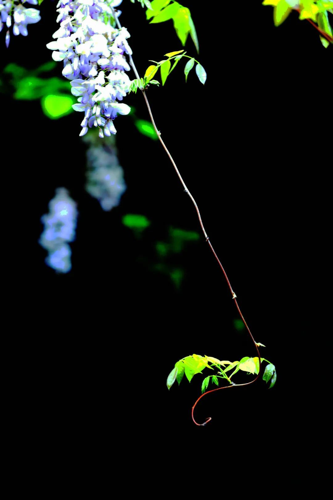 南京,绝绝紫! 南京,绝绝紫!