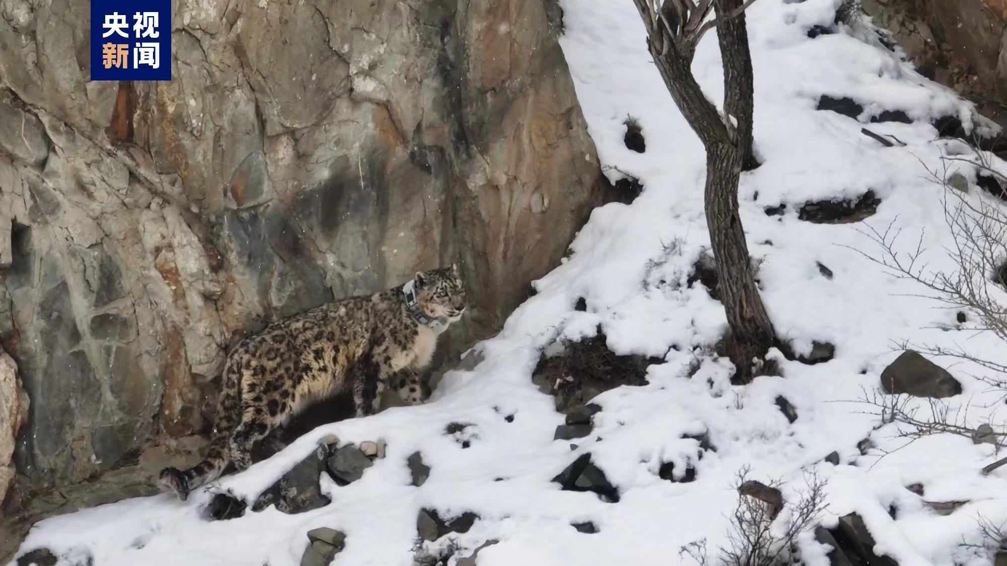 宁夏计划5年内恢复贺兰山雪豹最低种群数量 宁夏计划5年内恢复贺兰山雪豹最低种群数量