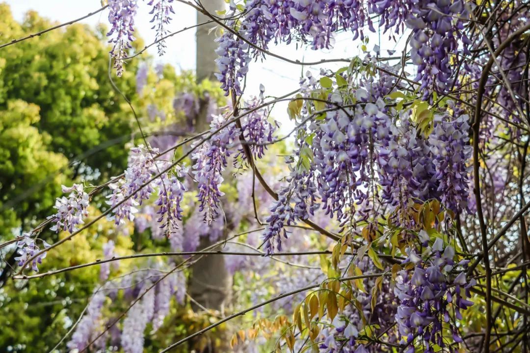 南京,绝绝紫! 南京,绝绝紫!