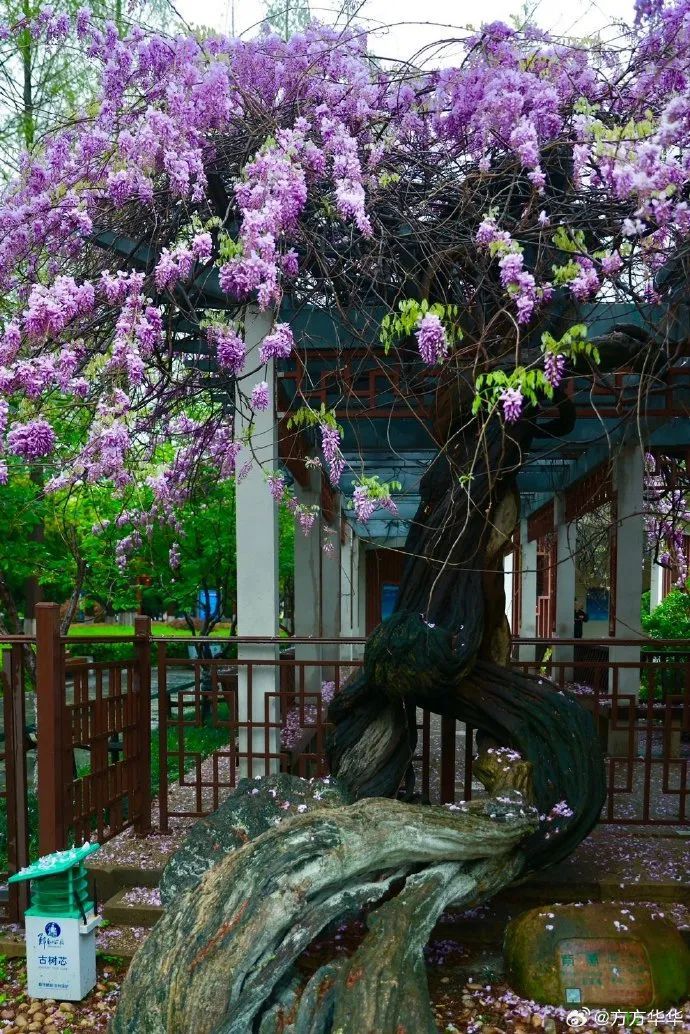 南京,绝绝紫! 南京,绝绝紫!