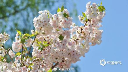 蓝天下北京玉渊潭晚樱盛开 与中央电视塔同框上演极致浪漫