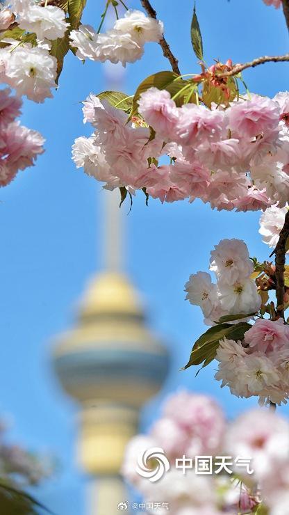 蓝天下北京玉渊潭晚樱盛开 与中央电视塔同框上演极致浪漫