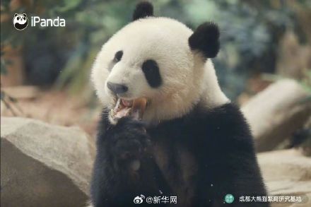 逃不出“熊掌心”！大熊猫北辰的九连拍