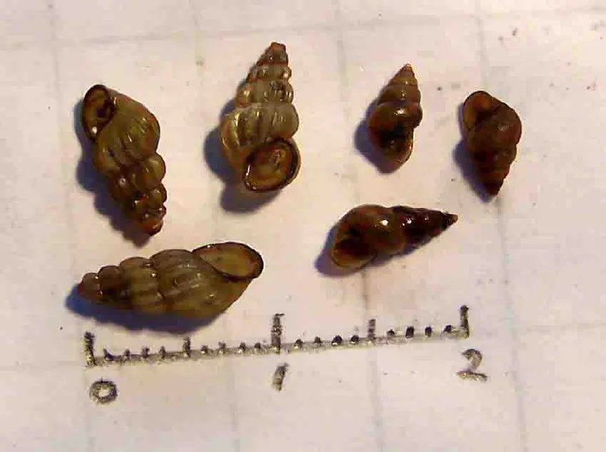 警惕！接触10秒即可被感染！