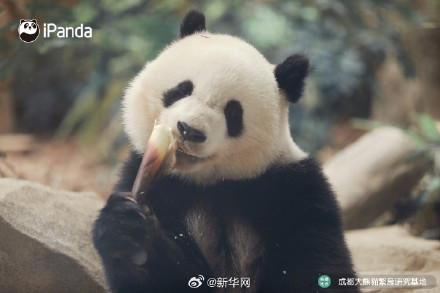 逃不出“熊掌心”！大熊猫北辰的九连拍