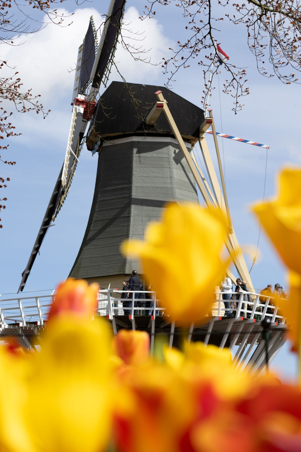 荷兰:郁金香盛放 荷兰:郁金香盛放