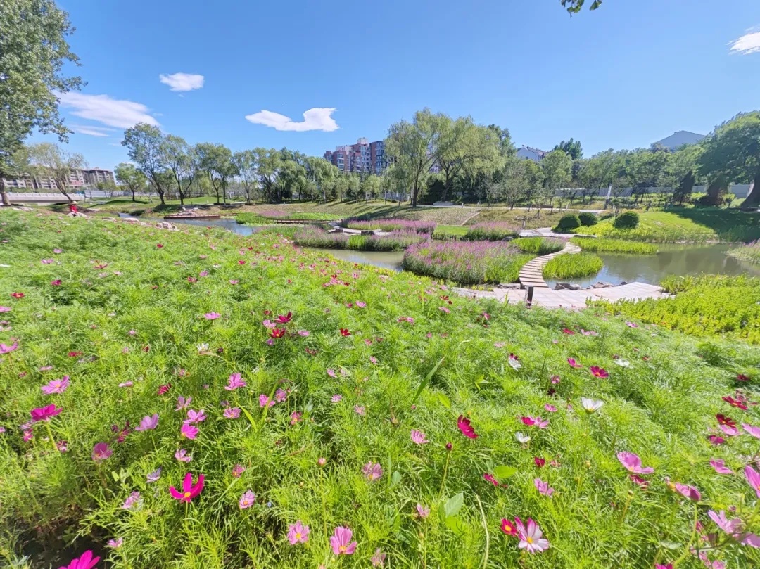 海淀北部再添滨水公园!实拍—— 海淀北部再添滨水公园!实拍——