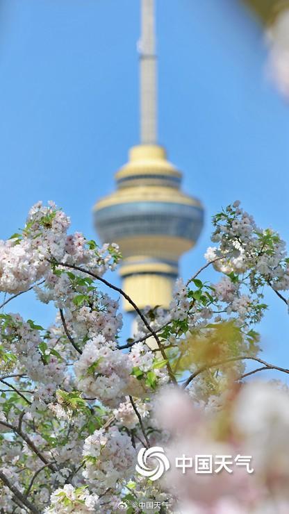 蓝天下北京玉渊潭晚樱盛开 与中央电视塔同框上演极致浪漫