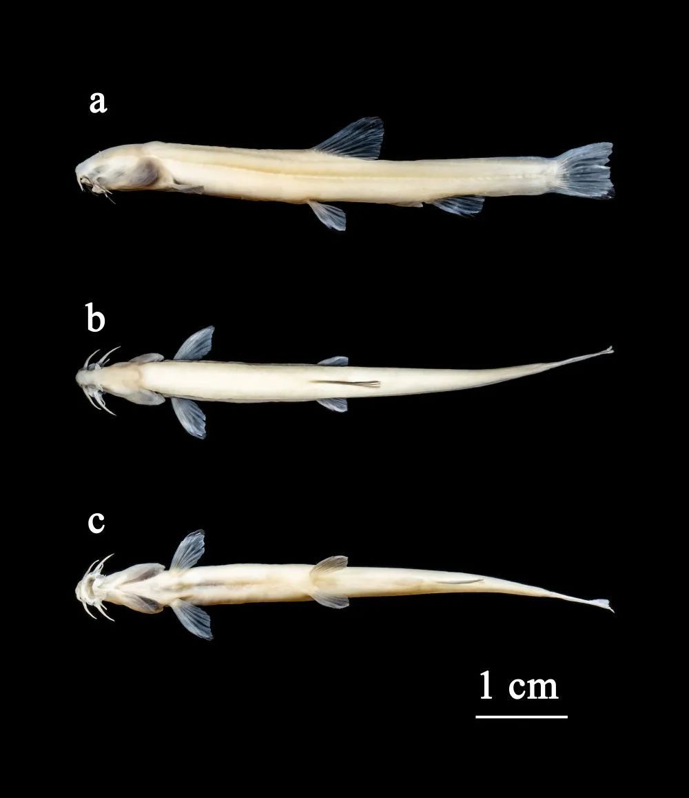 科技资讯｜中国天眼揭秘宇宙“随机烟花” 等