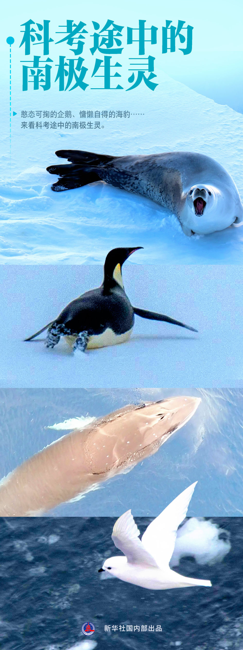 5个月8万海里，中国第40次南极考察的非凡航程