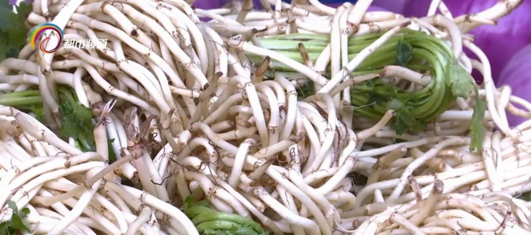 云南这道凉拌菜是天然抗炎物，能治肺炎？医生：不能代替药品