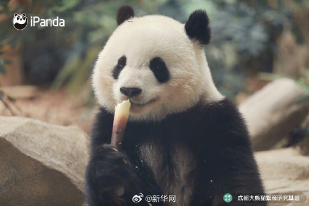 逃不出“熊掌心”！大熊猫北辰的九连拍