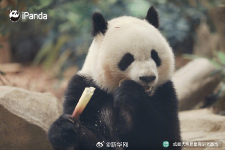 逃不出“熊掌心”！大熊猫北辰的九连拍