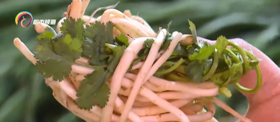 云南这道凉拌菜是天然抗炎物，能治肺炎？医生：不能代替药品