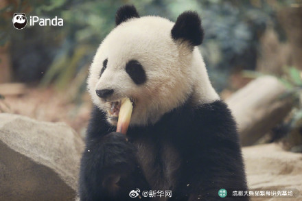 逃不出“熊掌心”！大熊猫北辰的九连拍