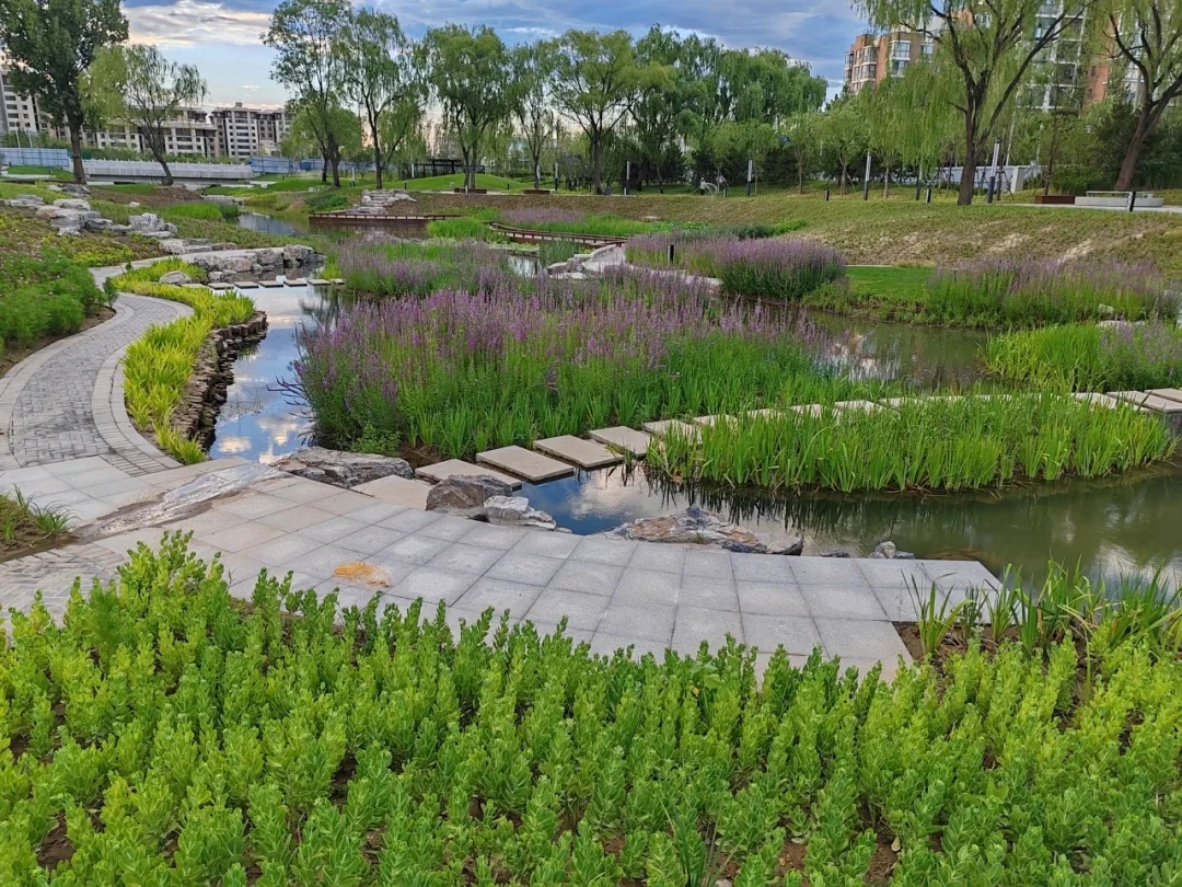 海淀北部再添滨水公园!实拍—— 海淀北部再添滨水公园!实拍——