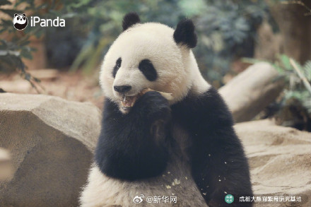 逃不出“熊掌心”！大熊猫北辰的九连拍