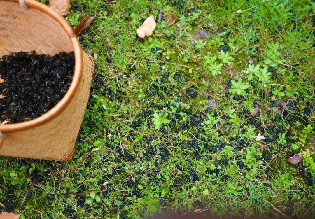 140元/斤!雨后大量出现!很多阜阳人小时候常捡来吃 140元/斤!雨后大量出现!很多阜阳人小时候常捡来吃