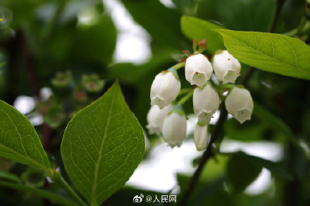 可可爱爱！蓝莓花长这样