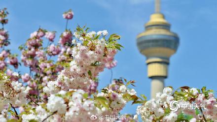 蓝天下北京玉渊潭晚樱盛开 与中央电视塔同框上演极致浪漫