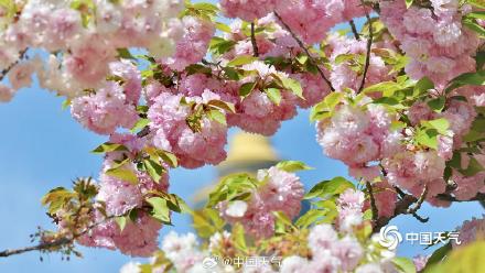 蓝天下北京玉渊潭晚樱盛开 与中央电视塔同框上演极致浪漫