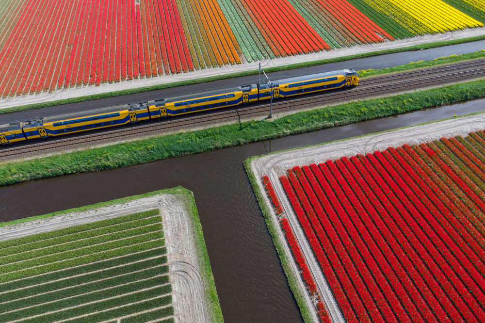 荷兰:郁金香盛放 荷兰:郁金香盛放