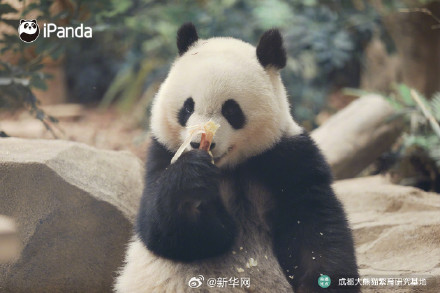 逃不出“熊掌心”！大熊猫北辰的九连拍